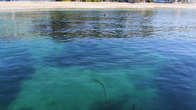 MS AERIAL POV与人们一起游泳的海藻和沙子/拉古纳海滩，加州，美国视频素材