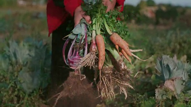 女人手里的新鲜蔬菜视频素材