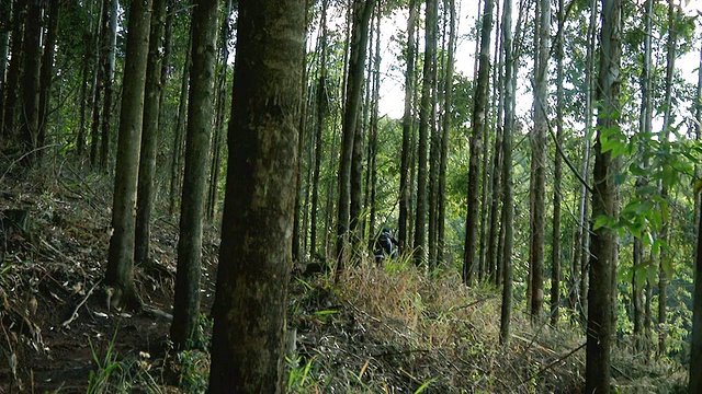 MS TS SLO MO拍摄的山地自行车穿过森林/彼得马里茨堡，夸祖鲁-纳塔尔省，南非视频素材