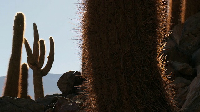 CU PAN 拍摄的 Cardon Grande Cactus，Atacama 沙漠中的 Echinopsis 物种 / San Pedro de Atacama，Norte Grande，智利视频素材