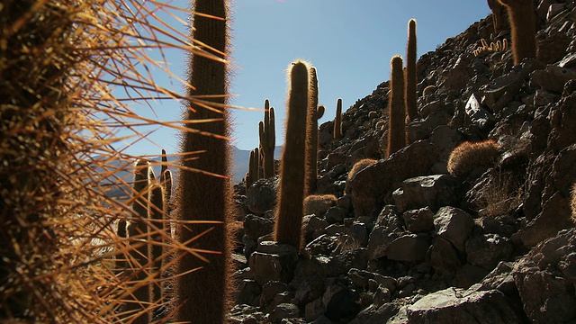 CU TU 拍摄的 Cardon Grande 仙人掌，阿塔卡马沙漠中的 Echinopsis 物种/圣佩德罗德阿塔卡马，北格兰德，智利视频素材