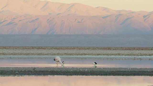 Andean Flamingo, Phoenicoparrus andinus和Andean Avocet, Recurvirostra andina在高海拔盐湖的浅滩觅食，背面是山景观/ San Pedro de Atacama，大智利视频素材