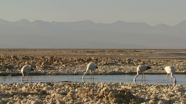 Andean Flamingo, Phoenicoparrus andinus和James' s Flamingo, Phoenicoparrus jamesi在高海拔盐湖和山景观背面/ San Pedro de Atacama，大智利视频素材