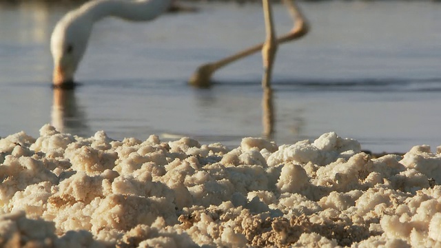 CU 盐与安第斯火烈鸟，Phoenicoparrus 信仰在背面/圣佩德罗德阿塔卡马，北格兰德，智利视频素材