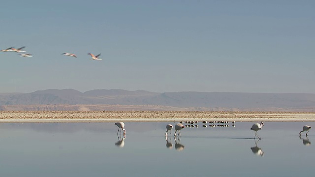 Andean Flamingo, Phoenicoparrus andinus和Andean Avocet, Recurvirostra andina在高海拔盐湖和山景观背面/ San Pedro de Atacama，大智利视频素材