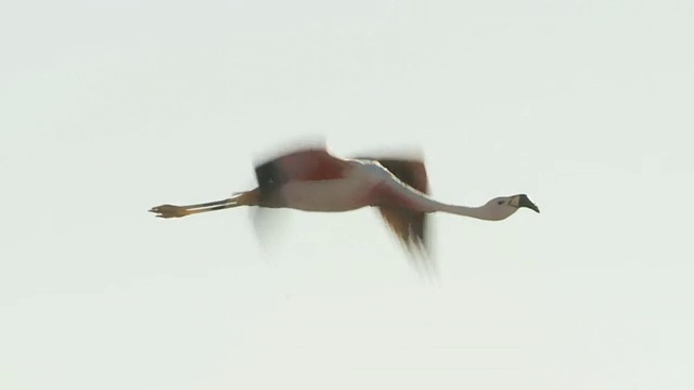 MS TS SLO MO Andean Flamingo, Phoenicoparrus 信仰在天空中飞翔/圣佩德罗德阿塔卡马，北格兰德，智利视频素材