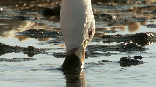 CU SLO MO 安第斯火烈鸟、腓尼基帕鲁斯和伊努斯在高海拔盐湖/智利北格兰德圣佩德罗德阿塔卡马觅食视频素材