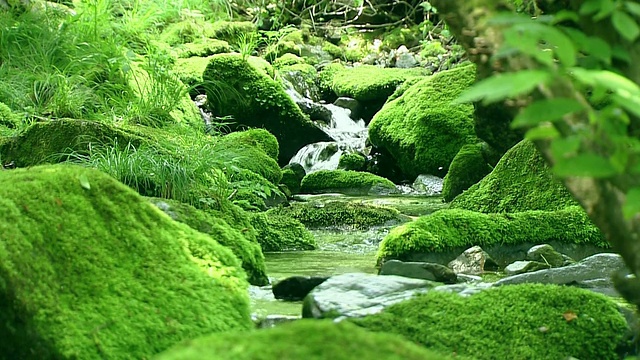 韩白山/江原道东海的溪流和岩石上的苔藓视频素材