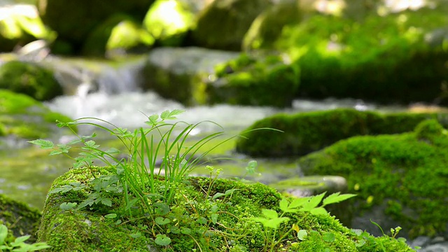 CU R/F青苔和流动的水Sangdong山谷/ Yeongwol，江原道，韩国视频素材