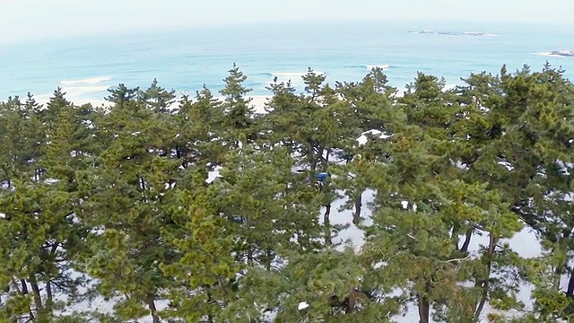 MS AERIAL Shot的树木和沙滩的雪景，在江陵东部，江原道，韩国视频素材