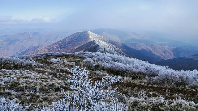 韩白山的云海和树枝上的雪，江原道，韩国视频素材