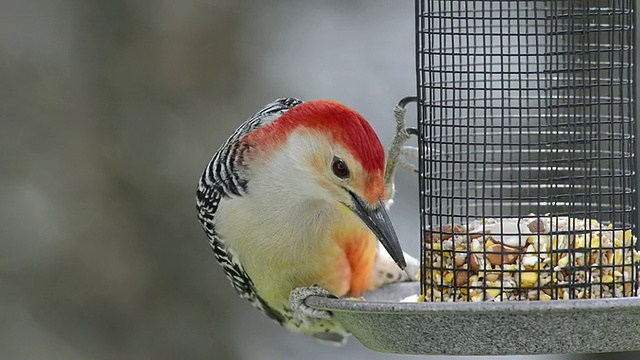 美国印第安纳州瓦尔帕莱索，年轻雄性红腹啄木鸟(Centurus carolinus)正在吃种子和花生视频素材