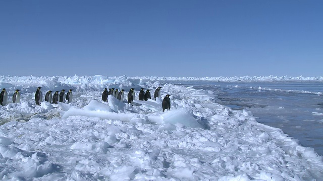 南极华盛顿角的帝企鹅(Aptenodytes forsteri)在海冰边缘等待并进入大海(背景中海冰洞中的另一组)视频素材