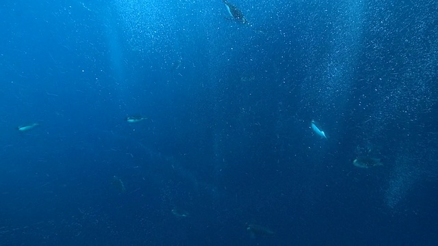 南极华盛顿角，帝王企鹅(Aptenodytes forsteri)在水下带着泡泡游动视频素材