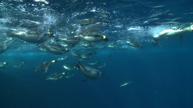 南极华盛顿角的皇帝企鹅(Aptenodytes forsteri)在水面上游泳，观察深处，带着气泡痕迹潜水视频素材