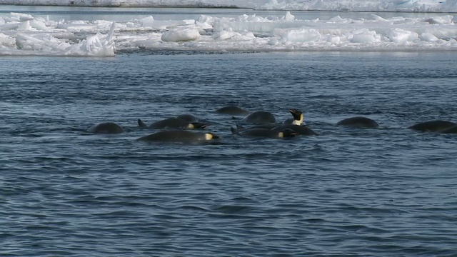 帝企鹅(Aptenodytes forsteri)游泳在宽冰洞，华盛顿角，南极洲视频素材