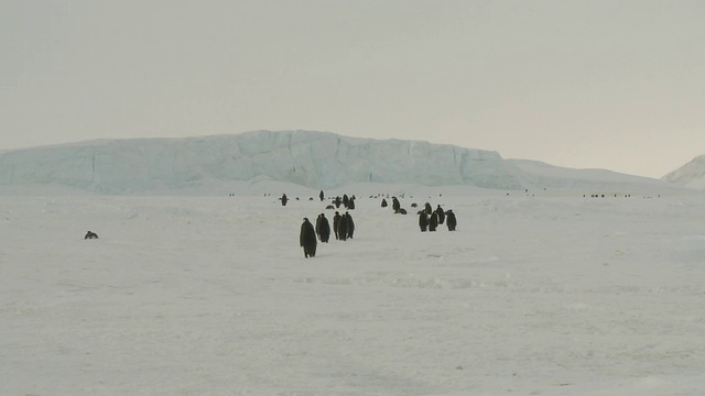 帝企鹅(Aptenodytes forsteri)摇摇摆摆地穿过冰走向殖民地，华盛顿角，南极洲视频素材