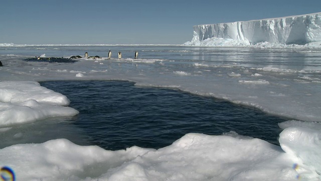 南极华盛顿角的帝企鹅(Aptenodytes forsteri)浮出水面，在海冰的洞中戏水，背景中有一些是出水视频素材