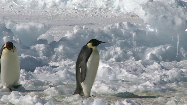 帝企鹅(Aptenodytes forsteri)摇摇摆摆地走过冰雪，华盛顿角，南极洲视频素材