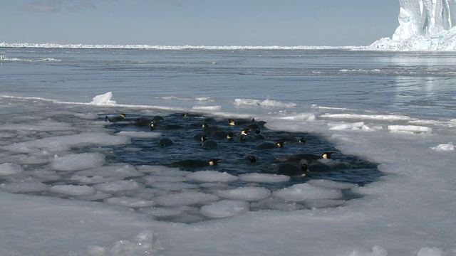 帝企鹅(Aptenodytes forsteri)在南极华盛顿角的海冰洞中游泳和潜水视频素材