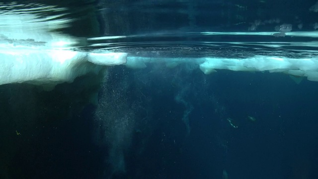 帝企鹅(Aptenodytes forsteri)游泳到表面和潜水在海冰洞，水下，华盛顿角，南极洲视频素材