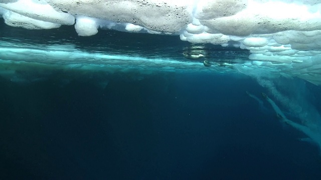 帝企鹅(Aptenodytes forsteri)游泳到表面和潜水在海冰洞，一些气泡踪迹，水下，华盛顿角，南极洲视频素材