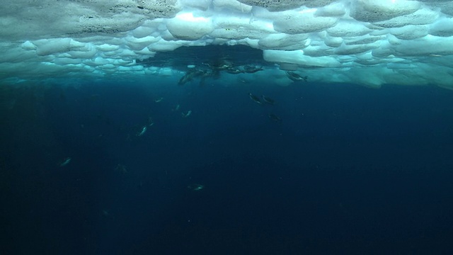 帝企鹅(Aptenodytes forsteri)游泳到表面和潜水在海冰洞，水下，华盛顿角，南极洲视频素材