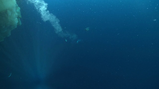 南极华盛顿角水下的帝企鹅(Aptenodytes forsteri)在海冰下游泳，带着泡泡经过摄像机视频素材