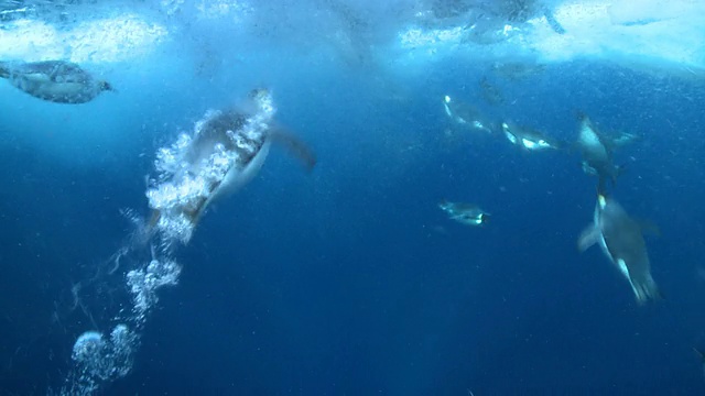 帝企鹅(Aptenodytes forsteri)游泳在海冰下，水下，华盛顿角，南极洲视频素材