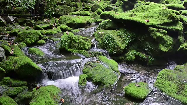 长泉谷的苔藓和瀑布视频素材