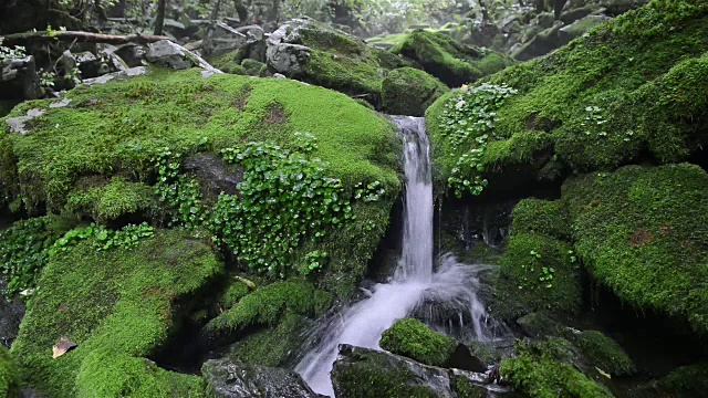 长泉谷的苔藓和瀑布视频素材