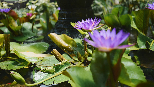 池塘里的紫莲花视频素材