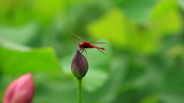 Gungnamji池塘的鳄鱼servilia(韩国历史遗址136)视频素材