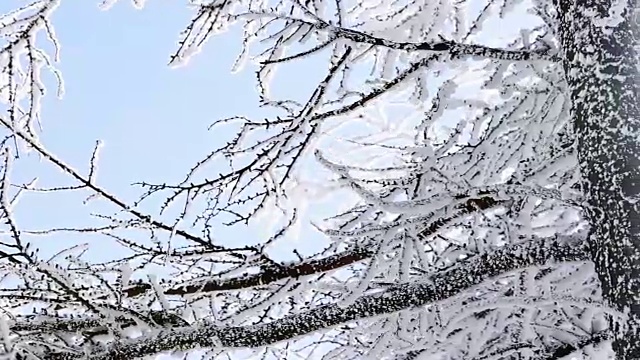 白雪覆盖的分支视频素材