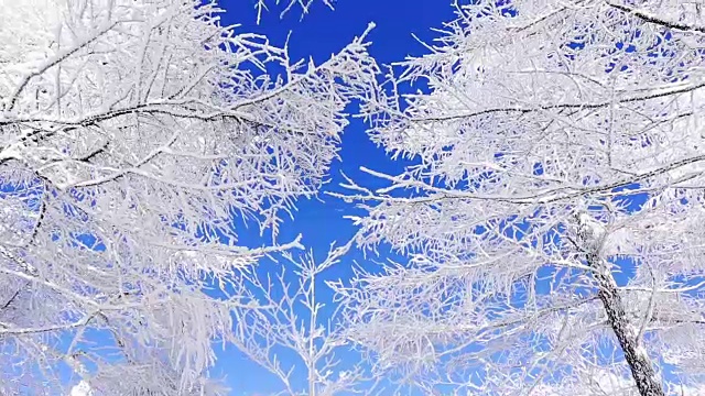 白雪皑皑的树枝和大棘山的天空视频素材