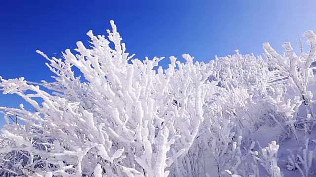 大棘山被雪覆盖的树枝视频素材