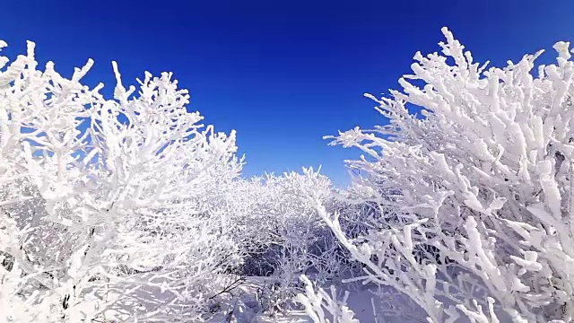 大棘山被雪覆盖的树枝视频素材