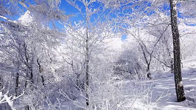 大棘山被雪覆盖的树枝视频素材