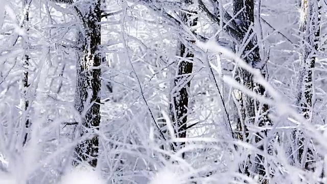 大棘山被雪覆盖的树枝视频素材