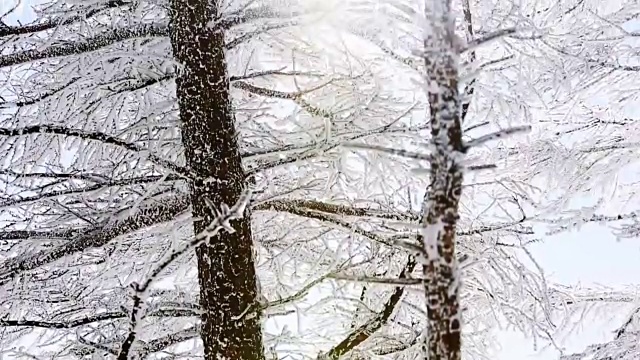 大棘山被雪覆盖的树枝视频素材