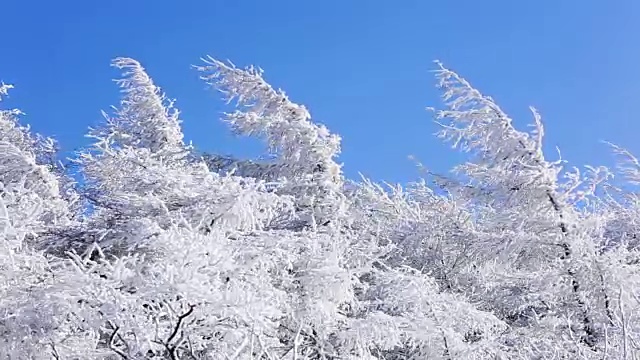 大棘山被雪覆盖的树枝视频素材