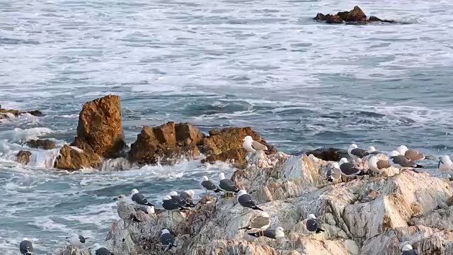 港谷港的海鸥视频素材