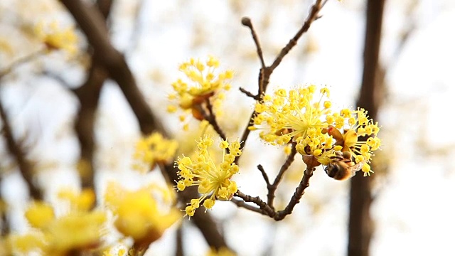 花和蜜蜂在安山视频素材