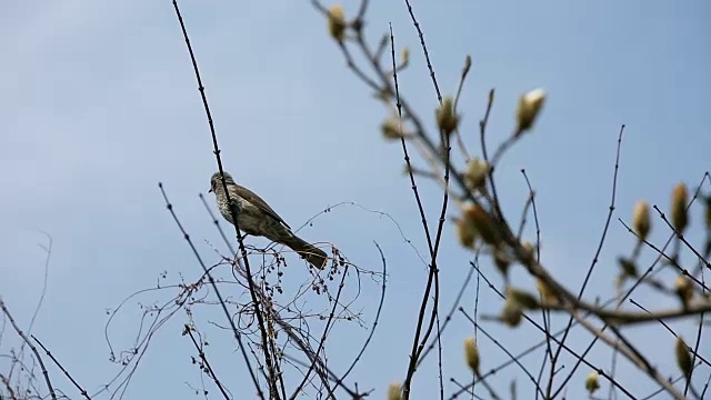 花蕾和鸟在三须柳村视频素材