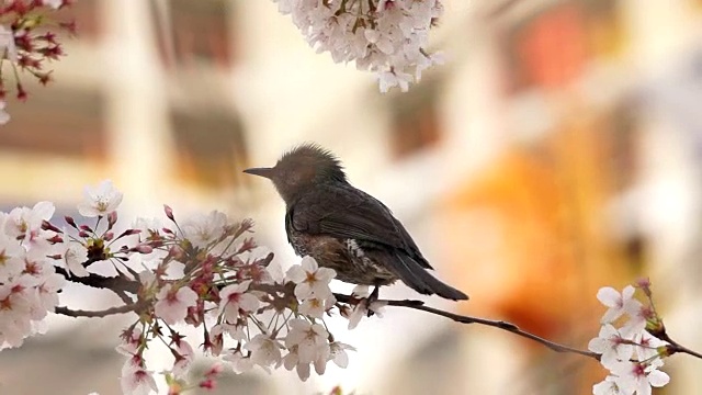 云川的樱花和小鸟视频素材