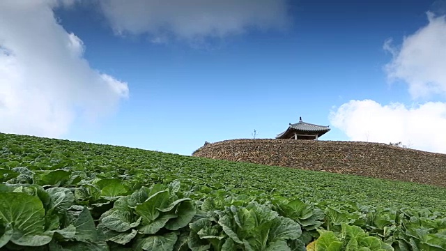 大白菜田的景色视频素材