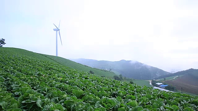 大白菜田的景色视频素材