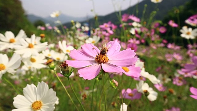 宇宙花与蜜蜂视频素材