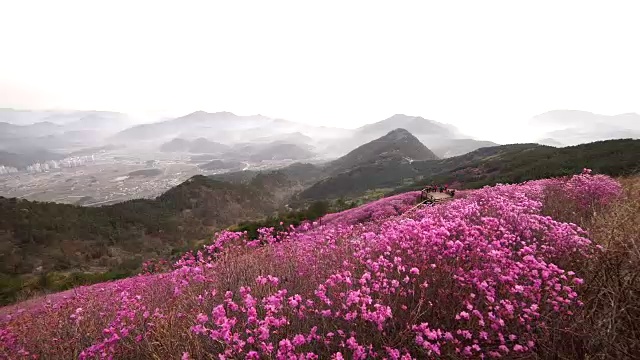 天山杜鹃花的景色视频素材