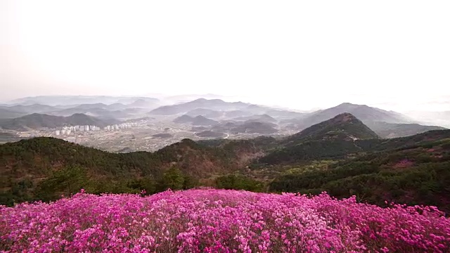 天山杜鹃花的景色视频素材